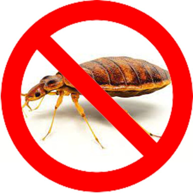 Bed Bugs Treatment Dubai | Bed Bug Pest Control Near Me