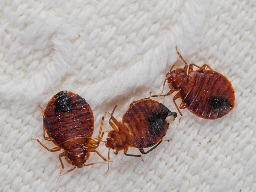 Bed Bugs Treatment Dubai Bed Bug Pest Control Near Me