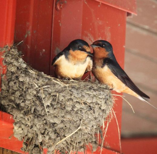 bird control service