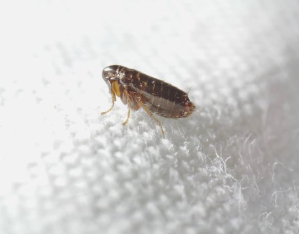 flea control service dubai