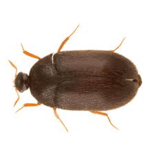 pestco beetles pest control