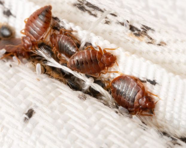 bed bugs control