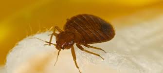 mites pest control