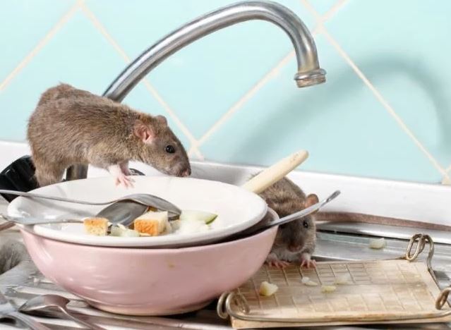 rodent control service