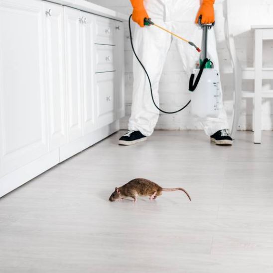 pestco rodent control