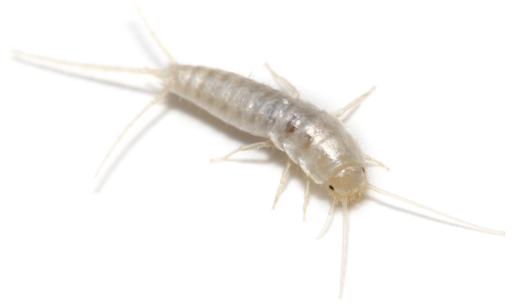 pestco silverfish control