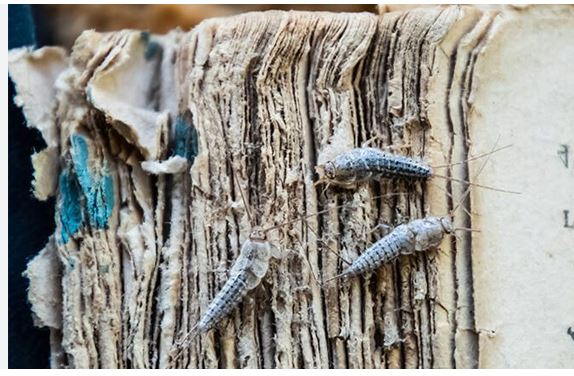 pestco silverfish control service