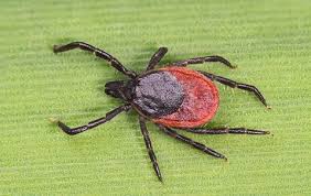 ticks pest control