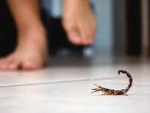 scorpion pest control