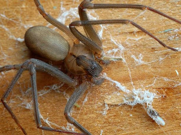 spider pest control